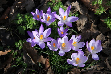purple crocuses in spring time, beautiful but fragile nature
