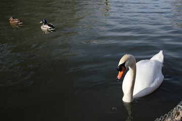 beautiful white swan on a lake in Cirencester, Uk