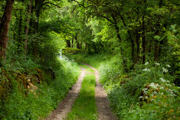 Chemin de campagne