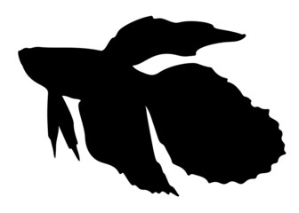 Beautiful aquarium fish. Vector image.