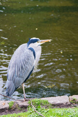 A great blue heron close to the water. Public park in London.
