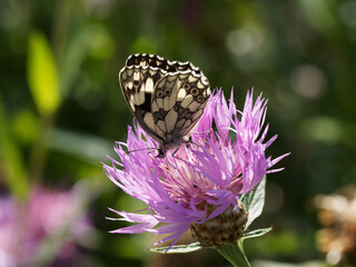 Marbled white butterfly or Melanargia galathea, female, ventral view with yellowish nuance on the...
