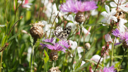 Melanargia galathea |  Marbled white butterfly foraging on a patch of brown knapweed flower - obrazy, fototapety, plakaty