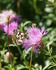 Marbled white butterfly or Melanargia galathea, wings decorated with white and gray-black and dark...
