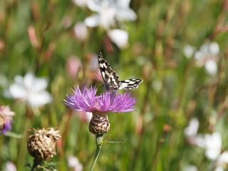 Melanargia galathea |  Marbled white butterfly with folded wings foraging on a patch of brown...
