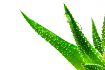 Green leaves of aloe plant with water drops closeup. Selective focus