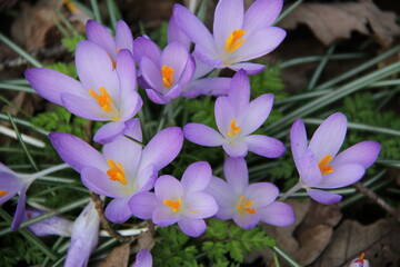 beautiful spring crocuses, purple colour