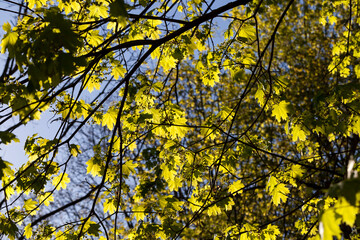 Naklejka na ściany i meble young green maple foliage in spring