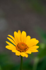 yellow flower in the garden