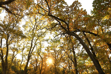 Autumn trees on blue sky background