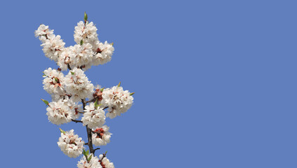 sprig of blooming apricots against a blue sky, template, greeting card,