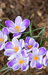 Close-up of a purple Crocus flowers isolated.