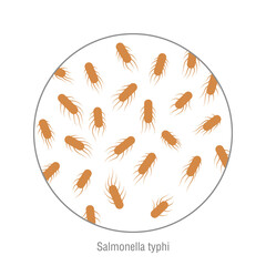 Salmonella typhi. Bacterial microorganism. Microbiology and infographic.