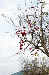 Red apples on leafless apple tree branches