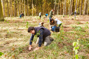 Gruppe freiwilliger Helfer pflanzen Bäume im Wald