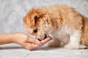 The girl feeds the Maltipoo puppy from her hands. Close-up, selective focus