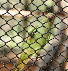 Naklejka premium Inside the wire net is a green parrot. With blurred background