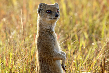 Yellow Mongoose, Kruger National Park