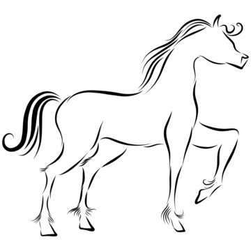 playful black horse stallion with wavy mane gallops raises hoof