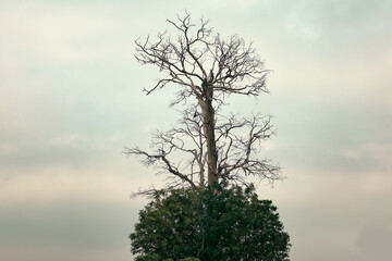 The tree is dead but still alive and growing. Indicates the switch fight