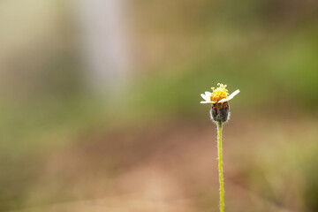 Tridax procumbens Thai grass flower
