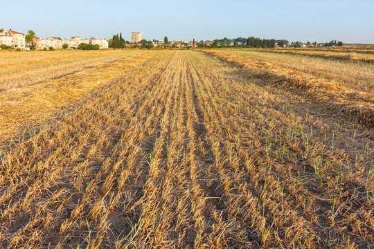 Wheat fields in Israel