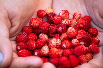 Girl hands holding handful of wild strawberries close-up. Selective focus.