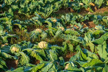 Fototapeta premium Calliflower fields in Israel