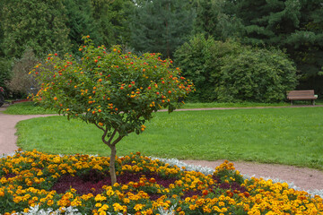 Lantana bush in the center of a flowerbed