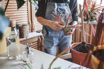 Happy young girl with soiled hands repotting home plants on the balcony, plant parent concept, home gardening, green decor and environment at home, lifestyle, focus on bottle