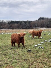Scottish highland cows in the field