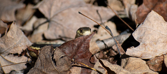 snake resting head on a leaf