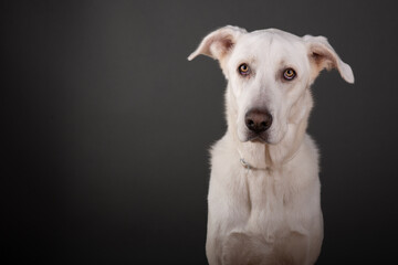 portrait of a dog