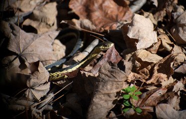snake on the ground in leaves