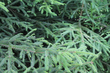 green spruce background