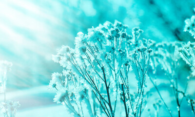 Crystal snow-flowers