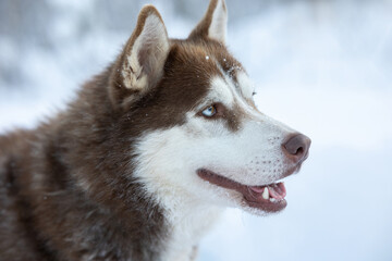 Dog husky breeds in winter on a snowy background.