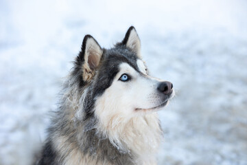 Dog husky breeds in winter on a snowy background.