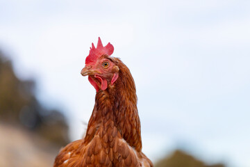 Retrato de una gallina en el campo con el cielo azul