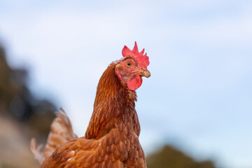 Retrato de una gallina en el campo con el cielo azul