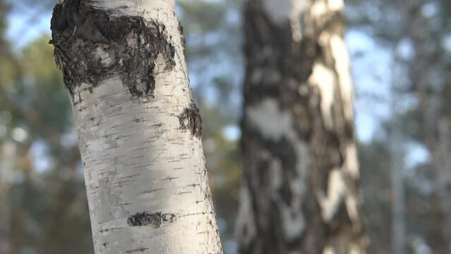 Birch bark on tree trunk in the forest. White and black pattern texture in a blurred woodland background. Close up tilt up. 