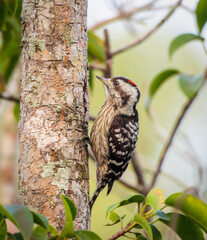 Grey-capped pygmy woodpecker (Male)Grey-capped pygmy woodpecker is an Asian bird species of the woodpecker family. This photo was taken from Sundarban,Bangladesh.