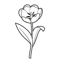 Tulip big flower coloring book linear drawing isolated on white background