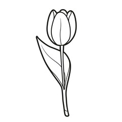 Half closed bud tulip coloring book linear drawing isolated on white background