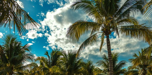 Fototapeta na wymiar palm trees in the wind against the blue sky and clouds