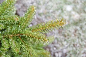 Green fir tree branches covered with ice on winter day, closeup