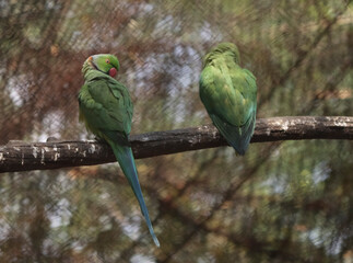 Two parrots are sitting on the tree. On blurred backgrounds