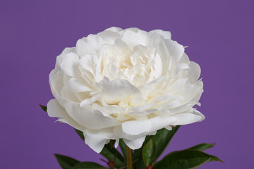 Luxurious white peony flower isolated on purple background.