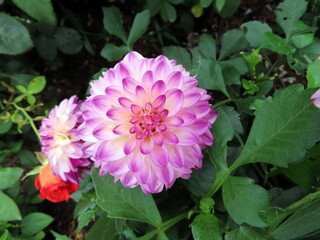 purple and white dahlia