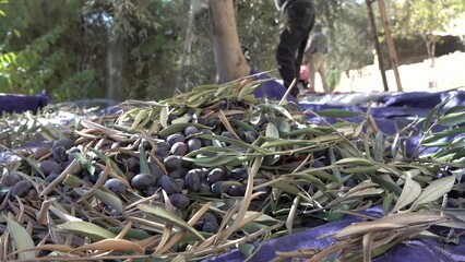 Close-up of olives being dropped on big sheets, during olive harvest season in Bethlehem, Palestinian Territories
